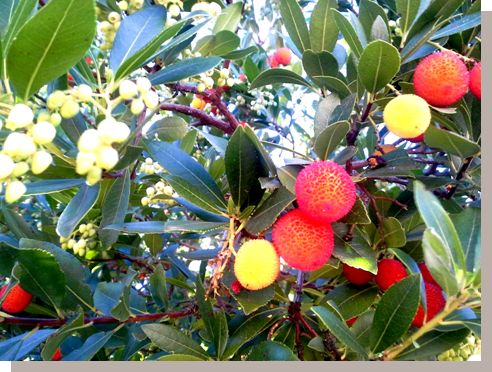 cursos de percusi�n en la Naturaleza